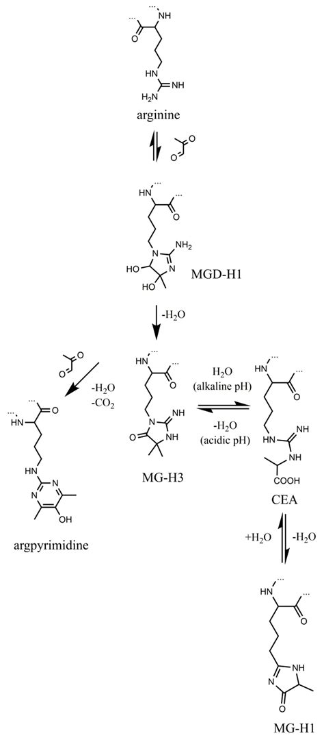 Analysis of Chemically Labile Glycation Adducts in Seed Proteins: Case ...