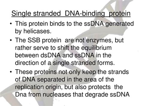 PPT - DNA Replication Process: Essential Proteins and Mechanisms ...