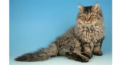 How to Train a Selkirk Rex cat? – Petsworld