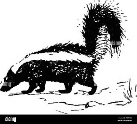 Skunks Black and White Stock Photos & Images - Alamy