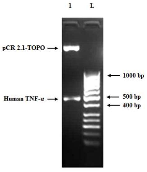 A De Novo Optimized Cell-Free System for the Expression of Soluble and ...