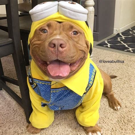 21 Pictures That Prove Pit Bulls Are Even Cuter on Halloween | Cute dog ...