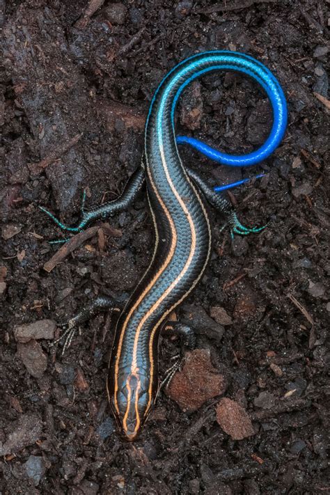 Blue-Tailed Skink : r/pics