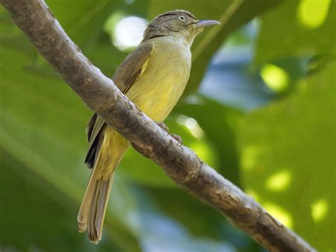 Sulphur-bellied Bulbul - eBird