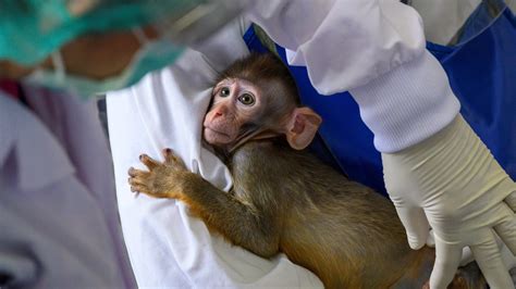 Science Lab Monkey 的图像结果