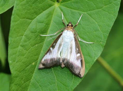 Image result for Box Tree Moth Control