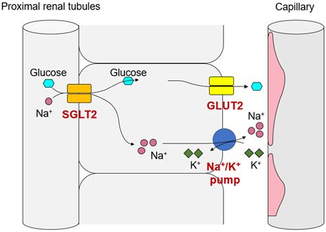 A Role of Sodium-Glucose Co-Transporter 2 in Cardiorenal Anemia Iron ...