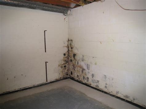 Black Mold On Concrete Basement Floor – Clsa Flooring Guide