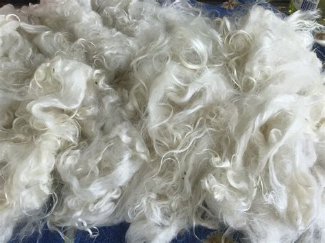 Image result for Angora Goat Wool