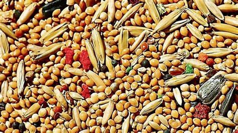 गुमला में मड़ुआ से बन रहे लड्डू और नूडल्स, देश भर में होगी सप्लाई, 13 ...