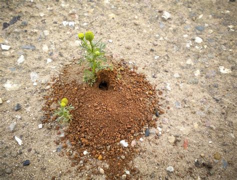Bees In The Ground Backyard - Amazing Backyard Ideas