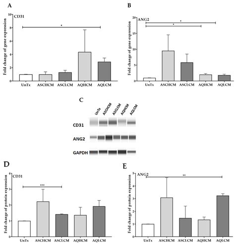 Enhanced Angiogenesis in HUVECs Preconditioned with Media from ...