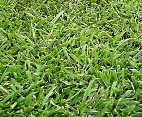 15 LBS KENTUCKY 31 TALL FESCUE GRASS SEED LAWN OR PASTURE GRASS DROUGHT ...