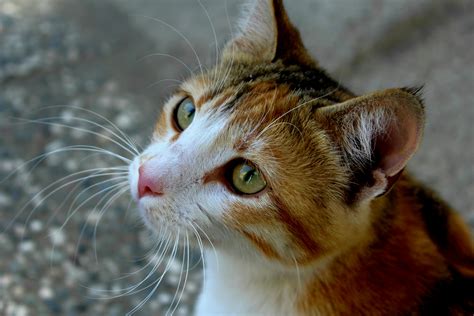 Goofy Ahh Cat Photos, Download The BEST Free Goofy Ahh Cat Stock Photos ...