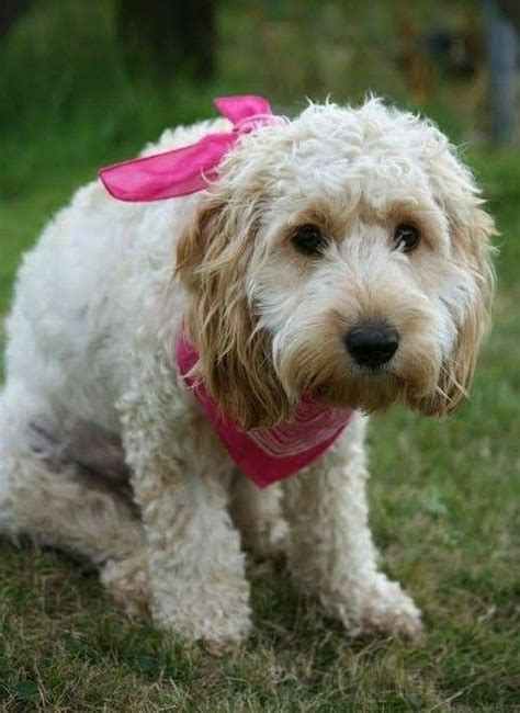 Image result for Cockapoo Adult Dogs