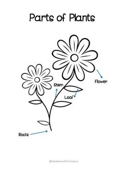 Image result for CLIL Lesson On Classifying Plants
