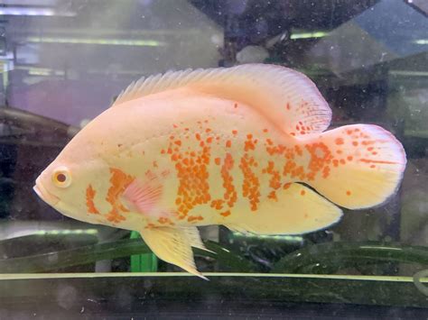 Albino Tiger Oscars 18-20cm - OzDiscus