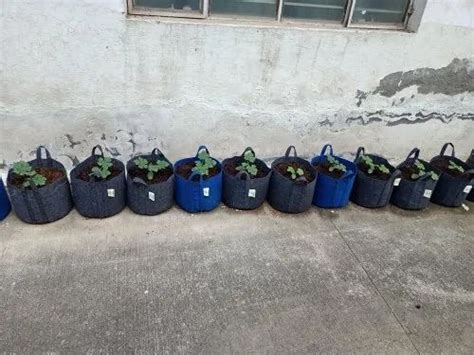 Plant Grow Bags - Grow Bags Geo Fabric Trader - Wholesaler ...