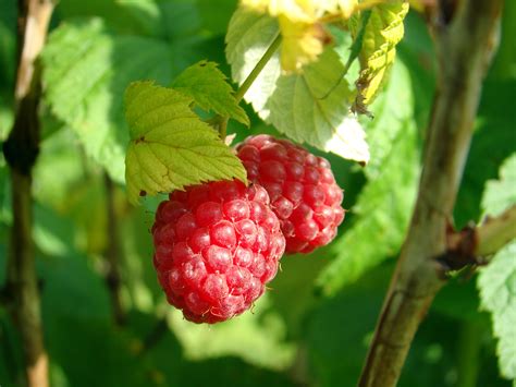 Berry Raspberries Good free image download