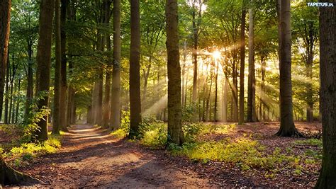 Image result for LAS