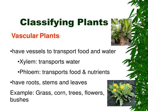 Basic Plant Structure 的图像结果