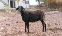 Livestock:: Sheep:: Breeds Animal Husbandry ::breeds of sheep