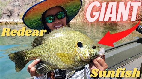 Image result for What Is a Shellcracker Fish