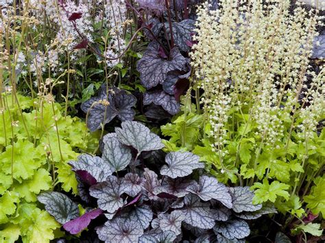 Perennials For Shade