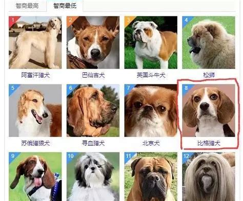 72种名犬图片及名字,名犬介绍及图片,小型犬图片大全_大山谷图库