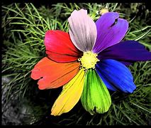Image result for Rainbows Flowers Bunnies