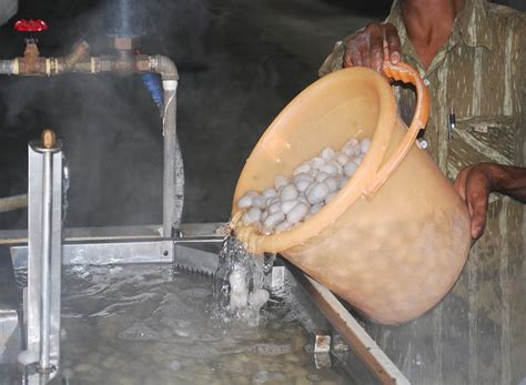 D'source Making Process | Silk Reeling | D'Source Digital Online ...