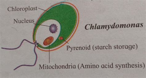 short note chlorophyceae - Brainly.in