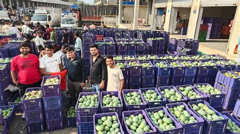 Half a million.. 3 thousand tons of mangoes arrived in Bamti's APMC, 20 ...
