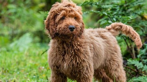 Image result for Cockapoo Hypoallergenic Dogs