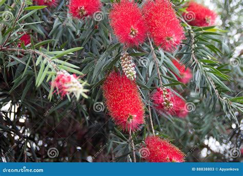 Callistemon Citrinus стоковое изображение. изображение насчитывающей флора - 88838803