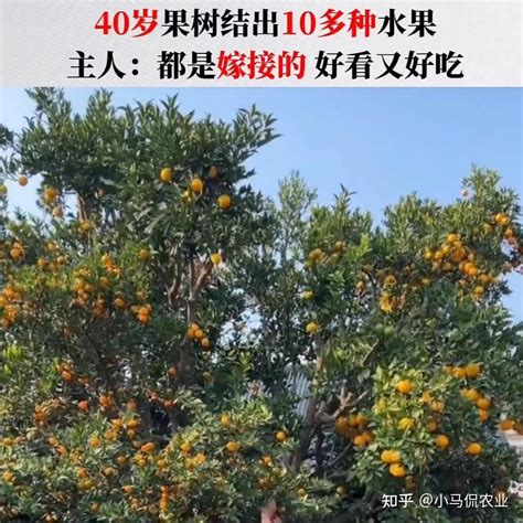 挂满果实的果树高清图片下载-正版图片600185290-摄图网