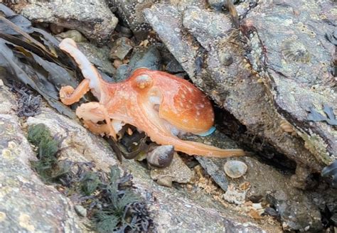Watch this incredible rare video of an octopus changing colour on a Welsh beach - Discover Wildlife