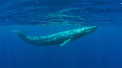 Blue Whale Underwater