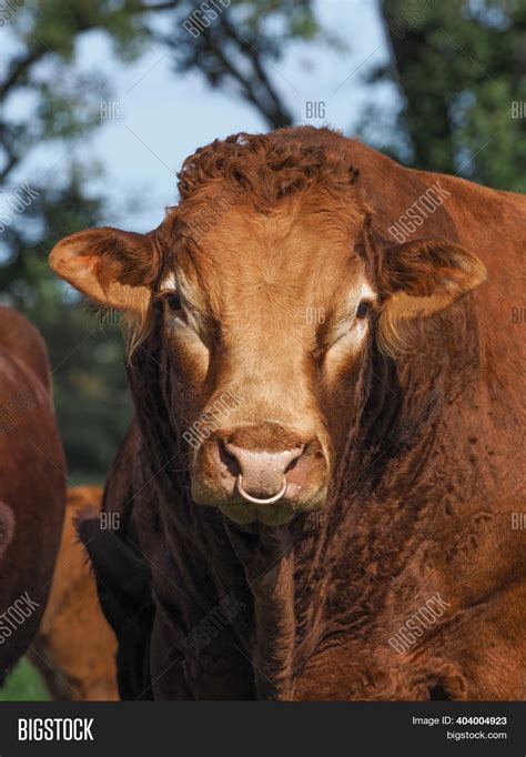 Red Poll Cattle