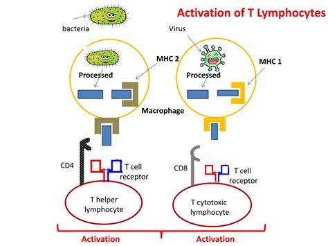 Image result for T Lymphocyte Development