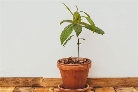 Image result for Small Avocado Tree