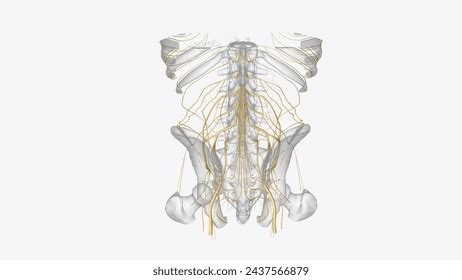 Image result for Somatic Nervous System Graphics