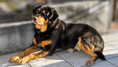 7 Easiest Guard Dog Breeds To Train - Tededer.com