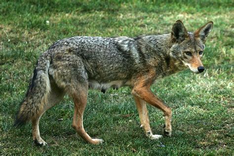 Coyote Wolf Hybrid Appalachia Virginia