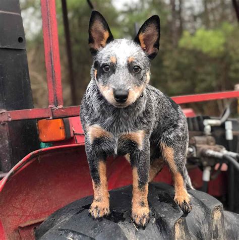 Red Heeler Mix