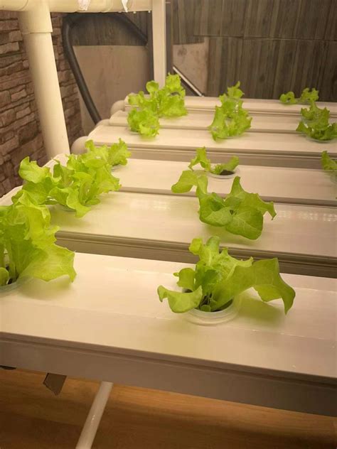 NFT Hydroponics 的图像结果