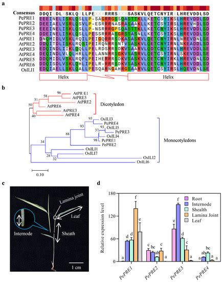 Identification and Characterization of PRE Genes in Moso Bamboo ...