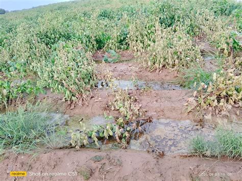 Heavy rains in Lakhpat taluka predicted extensive damage to standing ...