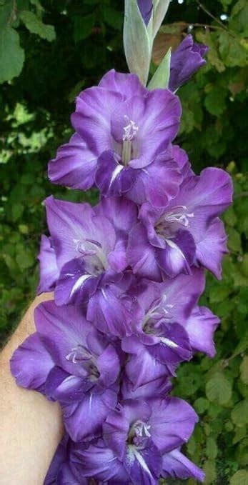 SVG Gladiolus flower bulbs for Your Garden | begni color Gladiolus ...