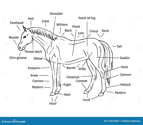 Download Horse Body Parts Worksheet Gif | methodsofbusinesssuccess